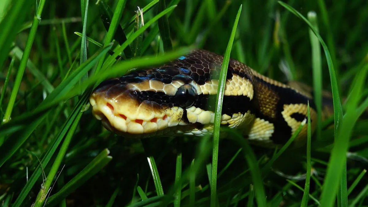 Why Is My Ball Python Eating So Much? Appetite Explained