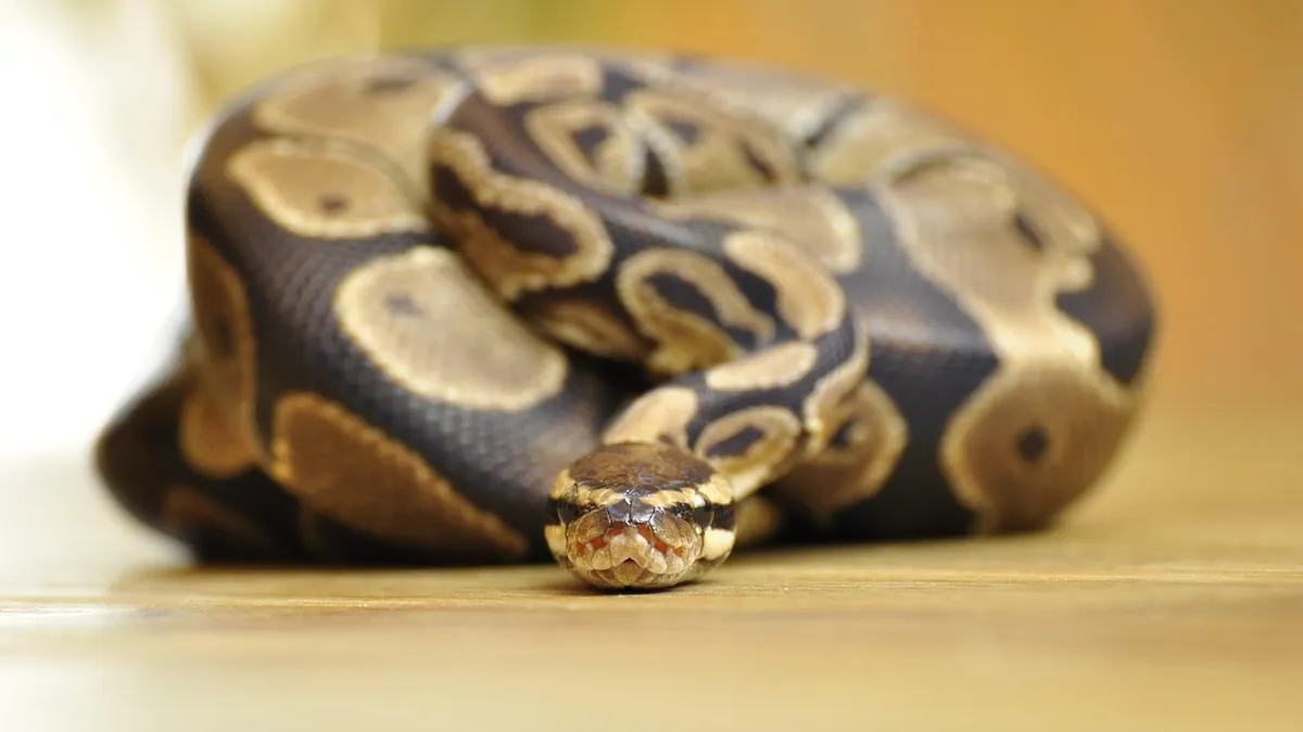 My Ball Python Escaped: Where to Look and How to Catch It