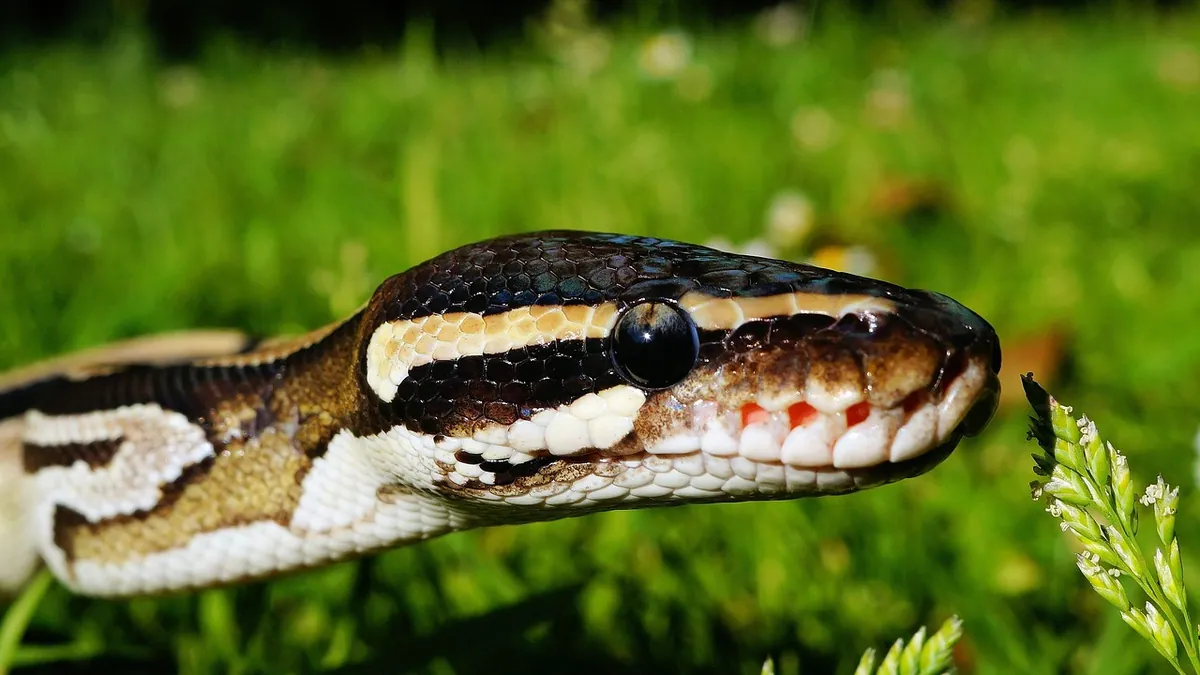 Why Is My Ball Python Farting? Gas and Digestion in Snakes