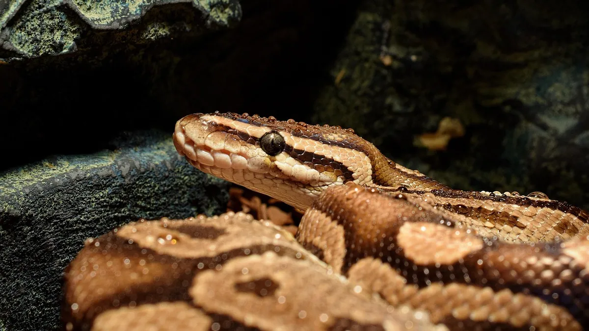 Why Is My Ball Python Glass Surfing? Reptile Behavior Guide