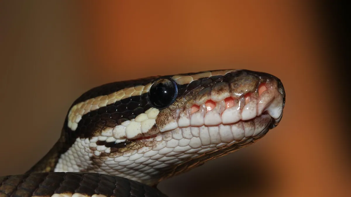 Why Is My Ball Python Hissing? What It Means and What to Do