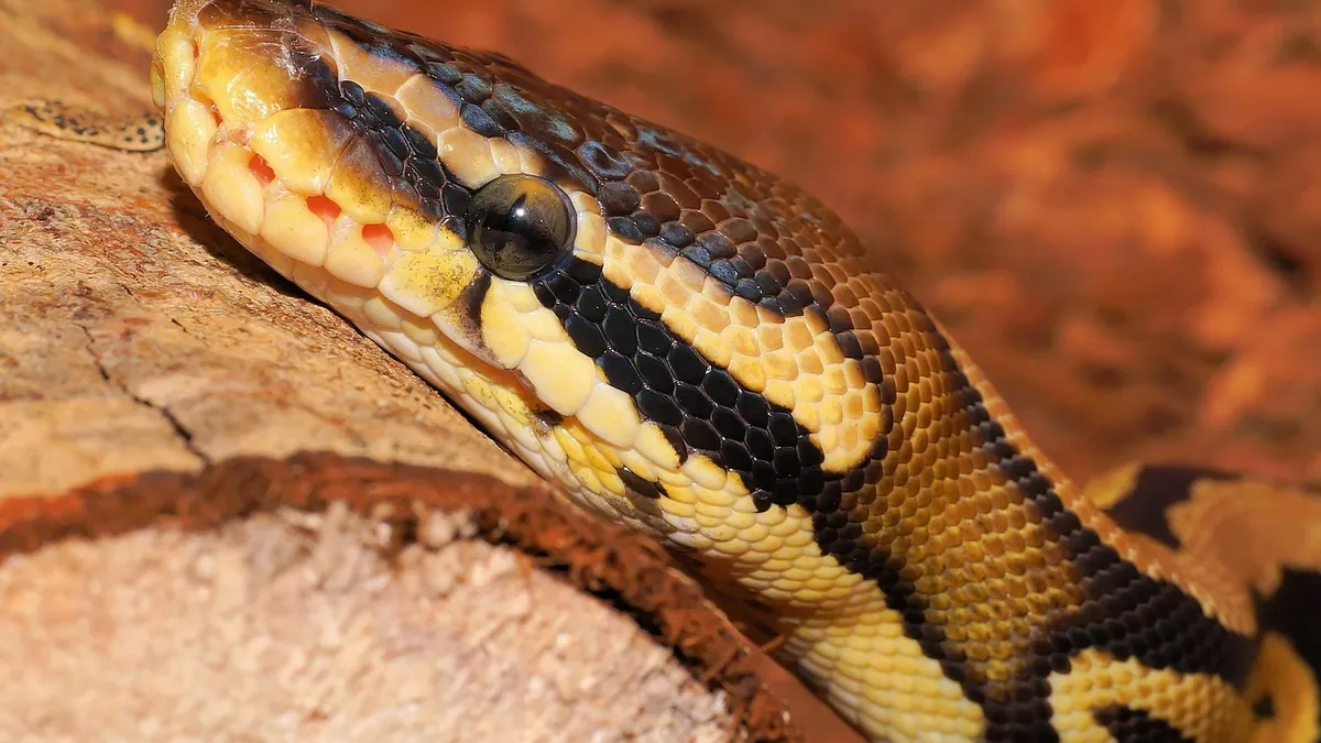 Why Is My Ball Python Sitting in Its Water Bowl?