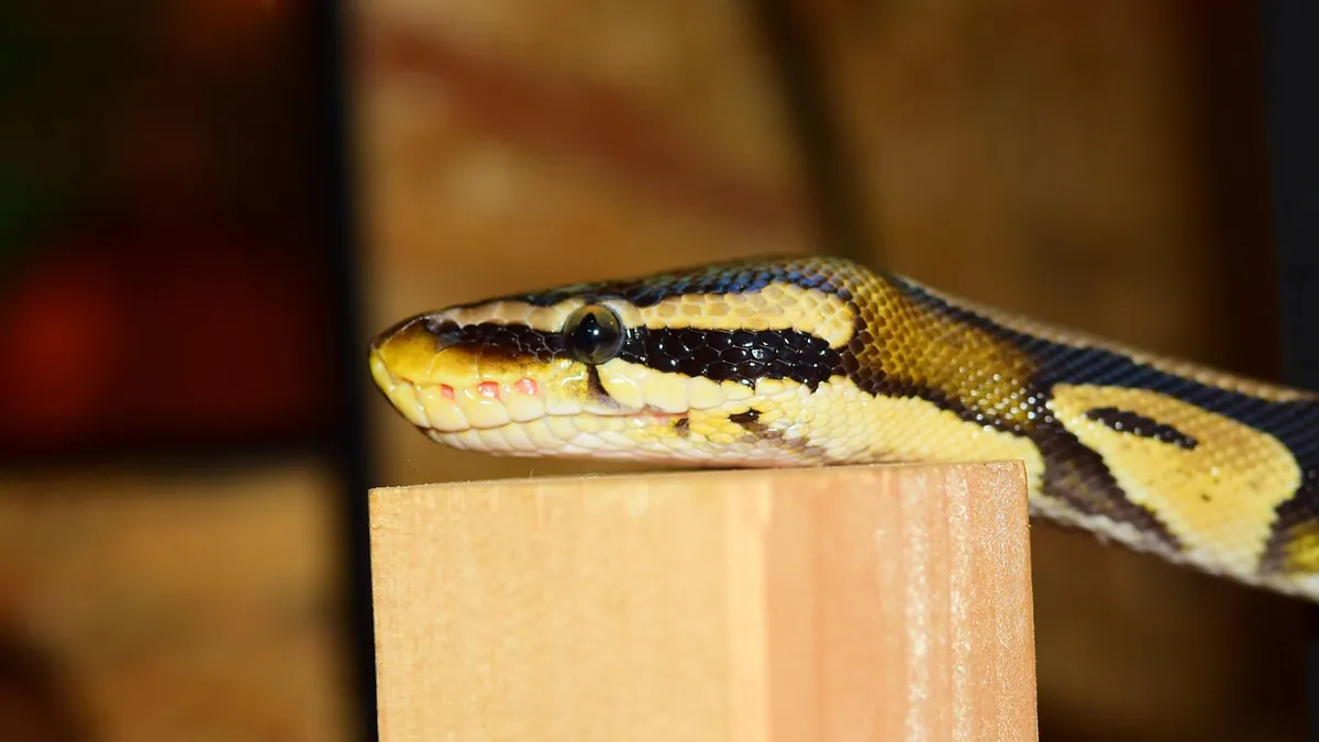 Ball Python Lifespan: How Long Do They Live?