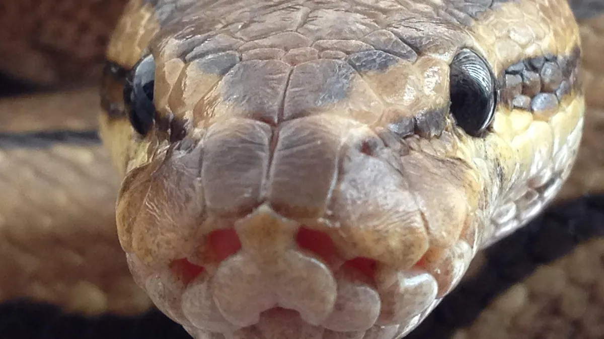 Why Is My Ball Python Opening Its Mouth? Causes