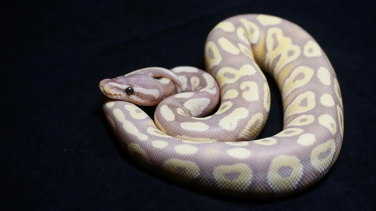 Why Is My Ball Python Pink? Belly and Body Color Changes