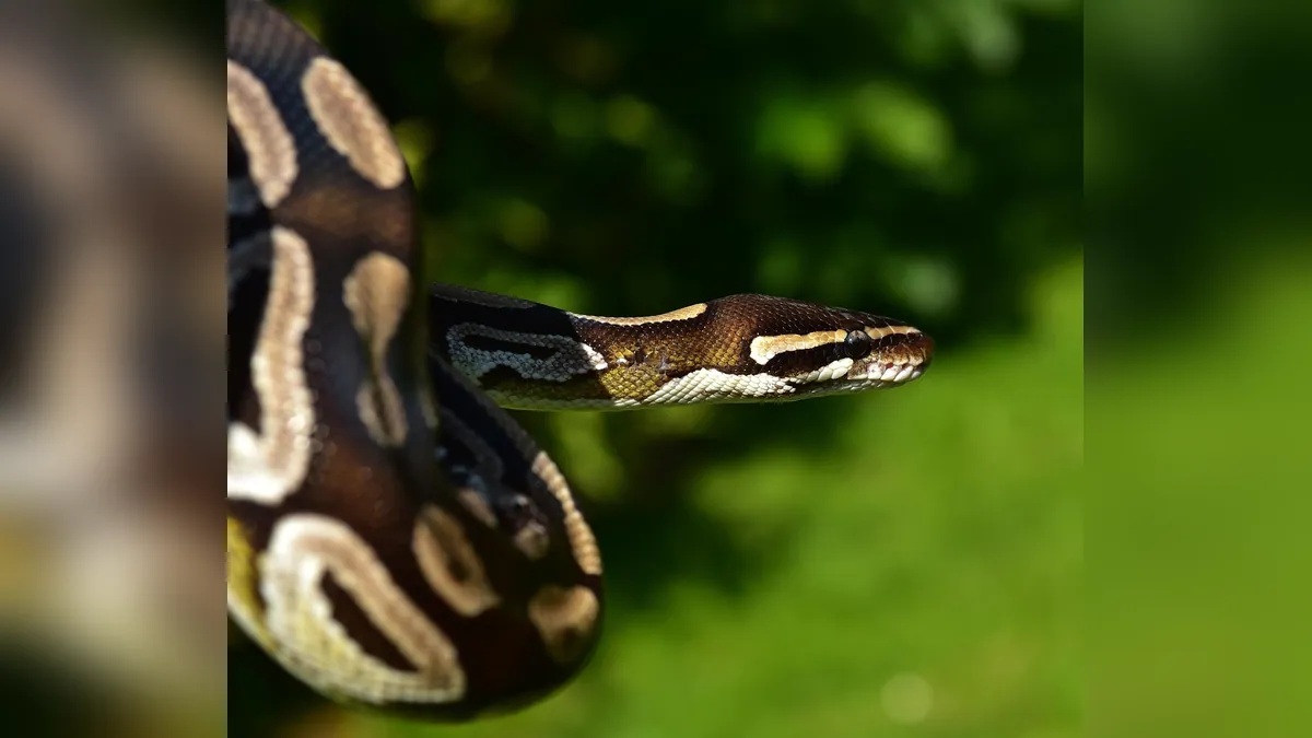 Do Ball Pythons Recognize Their Owners? What Science Says