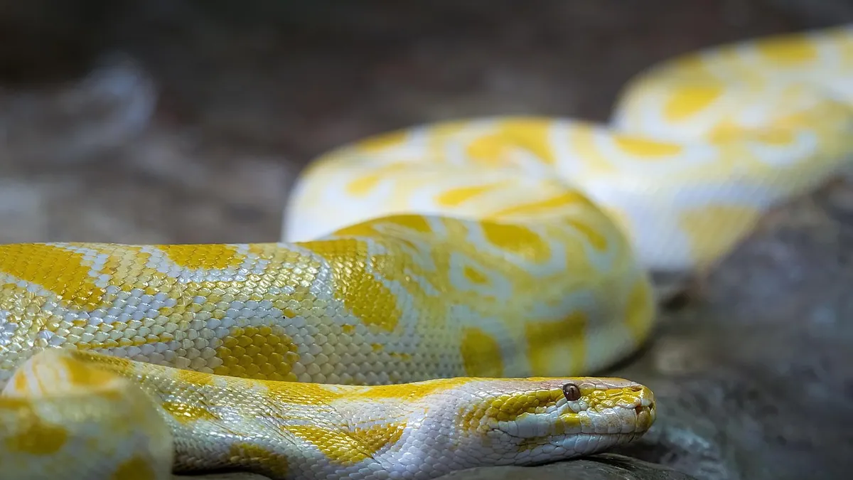 Why Is My Ball Python Rubbing Its Face?