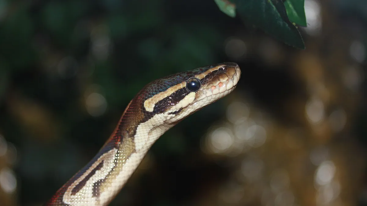 Why Is My Ball Python Making a Squeaking Noise?