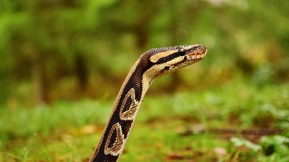 Why Is My Ball Python Striking or Biting Me?