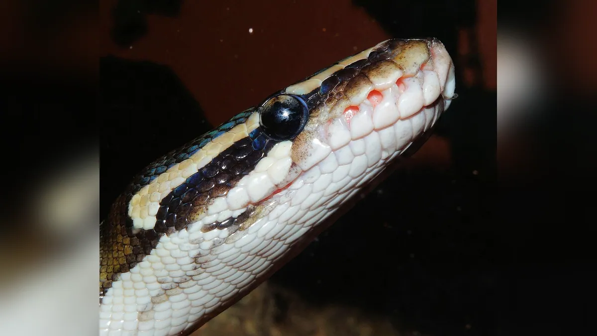 Do Ball Pythons Have Teeth? Facts and Regrowth