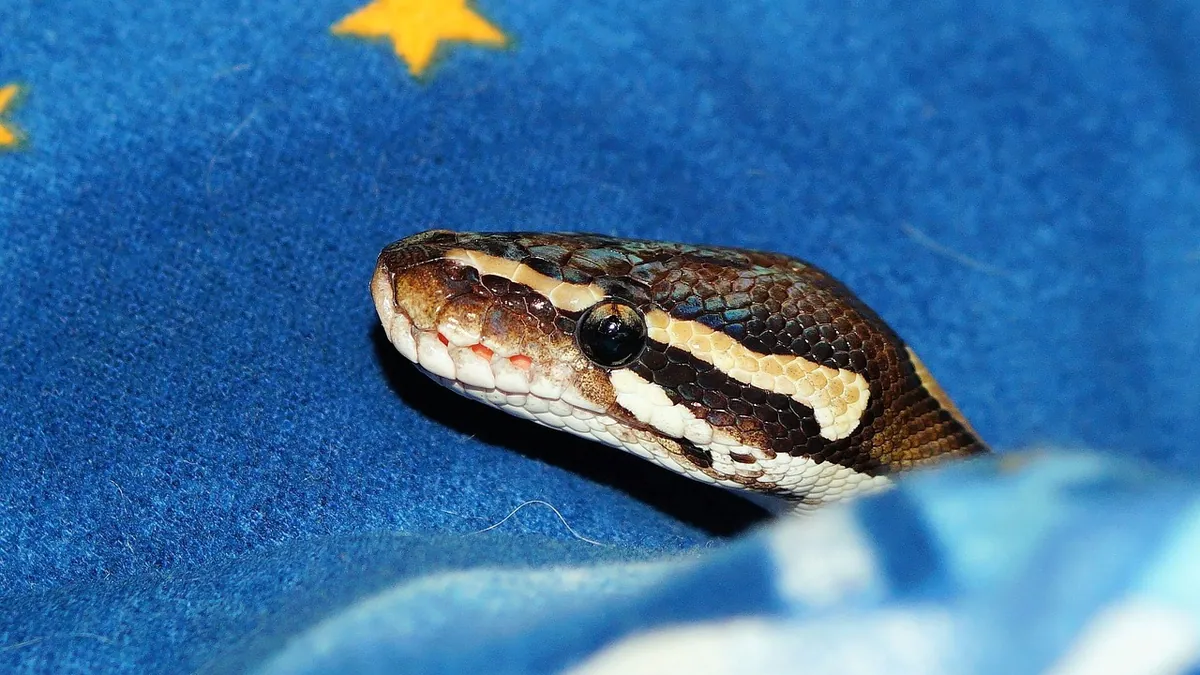 Why Is My Ball Python Trying to Escape?