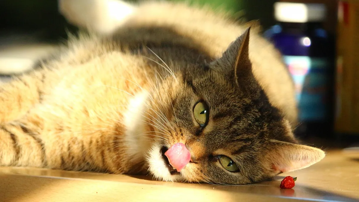 Is Banana Boat Sunscreen Toxic to Cats? What to Know