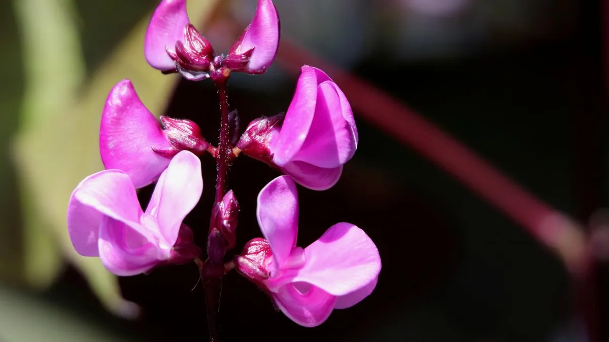 Are Bean Plants Toxic to Cats? What to Know
