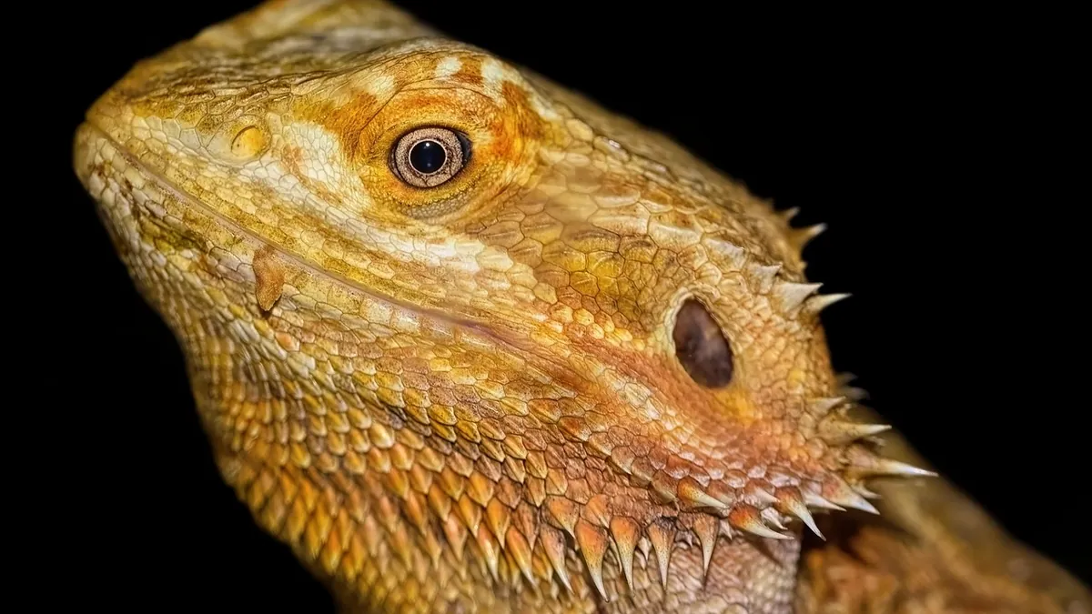 My Bearded Dragon Ate a Fly: Risks and What to Do