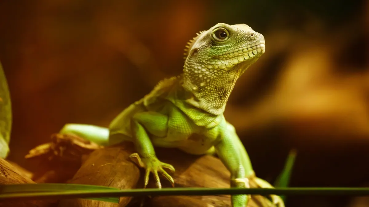 How Long Should a Bearded Dragon Bask? Lighting Basics