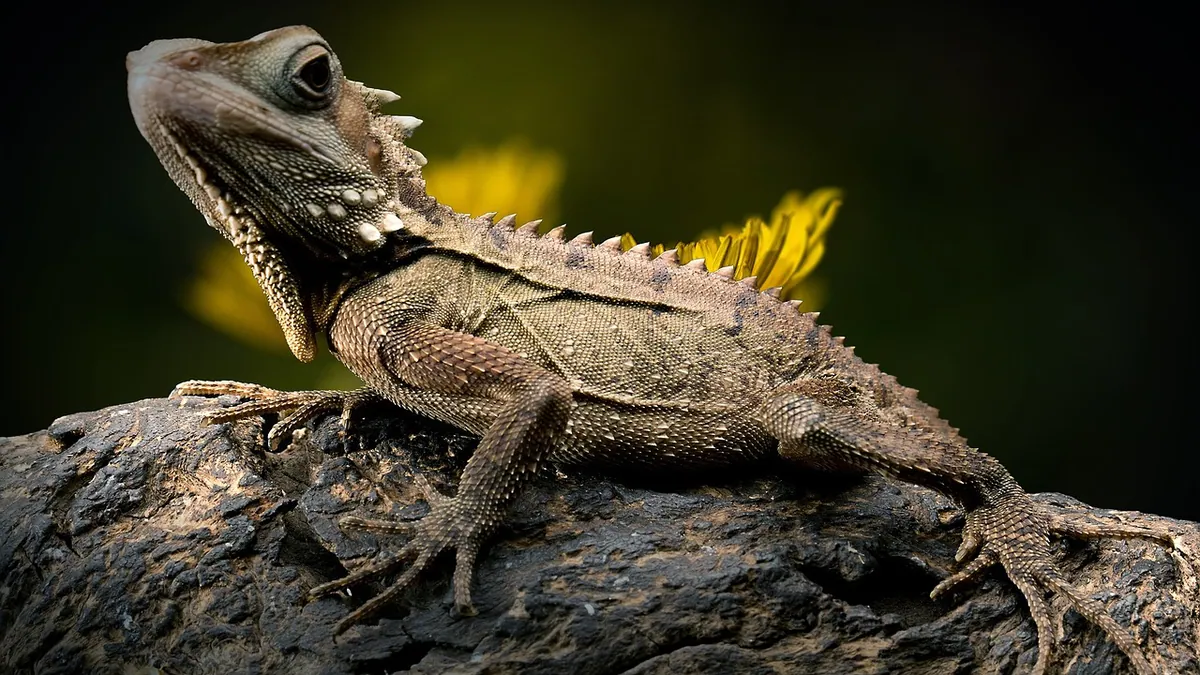 My Bearded Dragon Bit Me: What to Do and Why It Happens