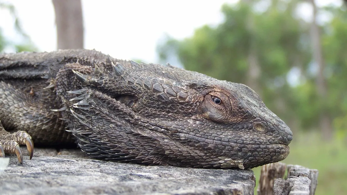 Does My Bearded Dragon Like Me? Bonding Signs