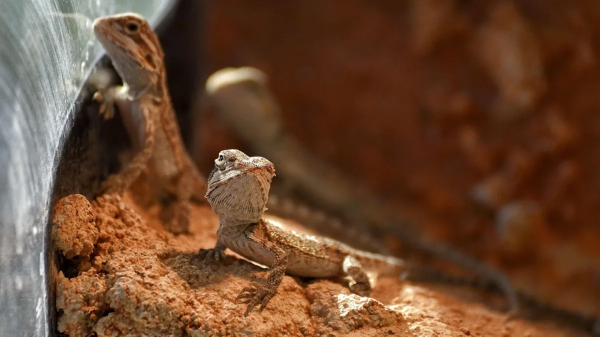 Do Bearded Dragons Burrow? Normal Behavior Explained