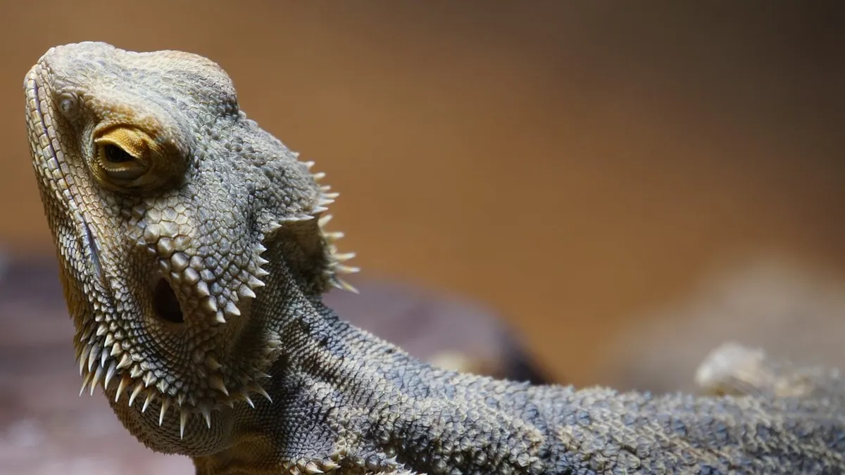 Why Does My Bearded Dragon Close Its Eyes When I Pet It?
