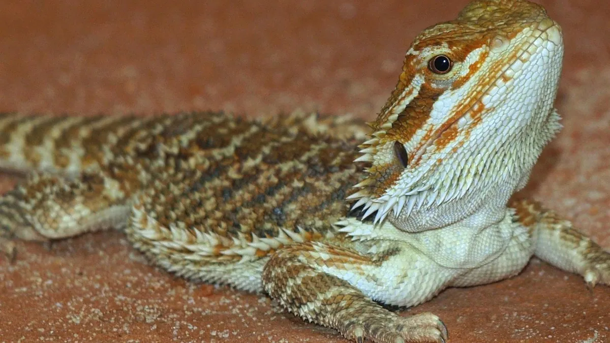 Why Is My Bearded Dragon Changing Colors?
