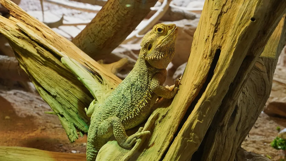Bearded Dragon Constipation: How to Help Him Poop