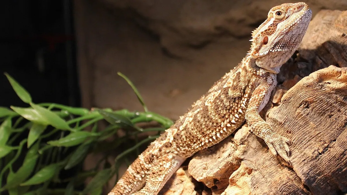 Bearded Dragon Diarrhea: Causes and When to See a Vet