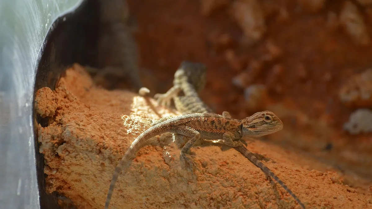 My Bearded Dragon Died Suddenly: Causes and What to Do