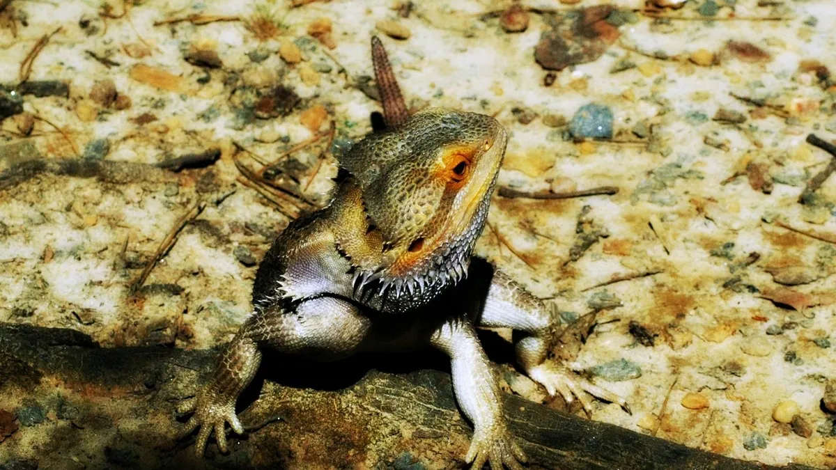 Why Is My Bearded Dragon Digging? Normal or a Problem?