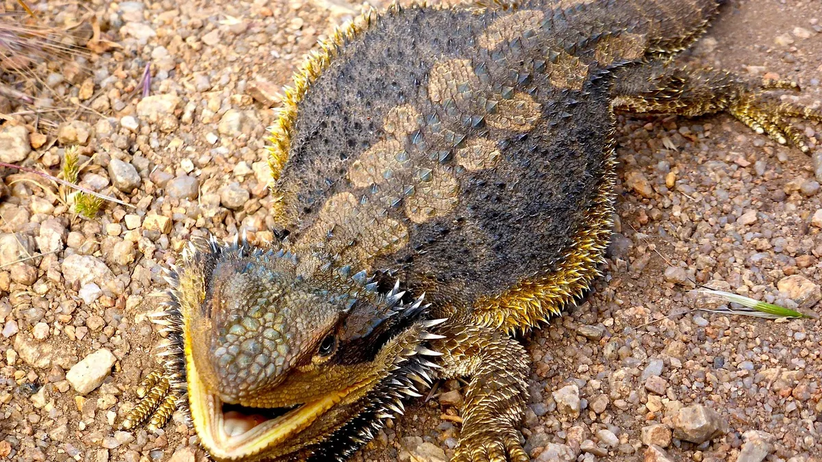 Why Is My Bearded Dragon Eating or Digging in Sand?