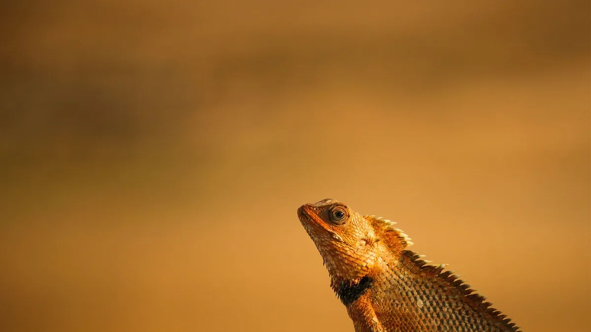 Why Is My Bearded Dragon Cold? Normal vs. Too Cold