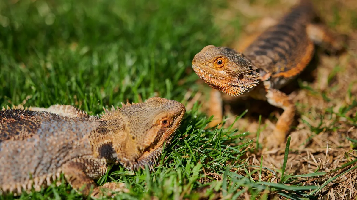 My Bearded Dragon Fell 3 Feet: Injuries and What to Do