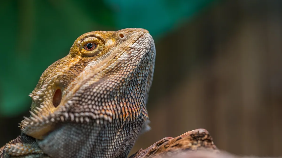 Why Is My Bearded Dragon Glass Surfing? Causes and Fixes