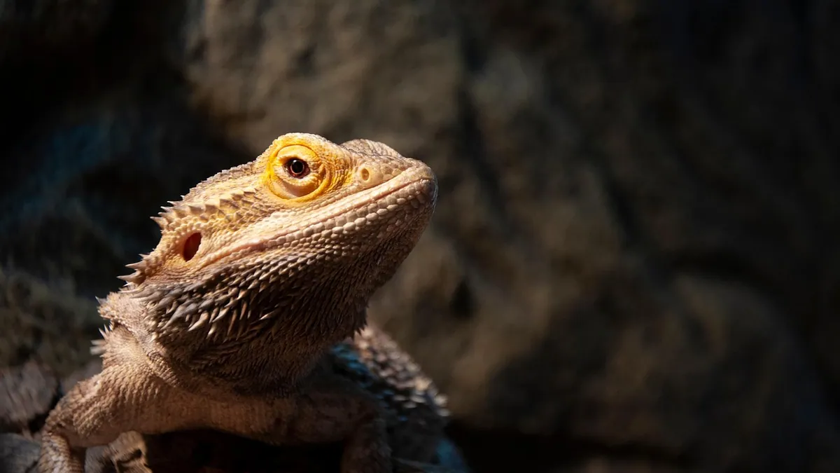 How to Tell If Your Bearded Dragon Is Happy