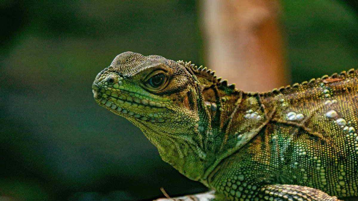 Why Does My Bearded Dragon Move His Head Up and Down?