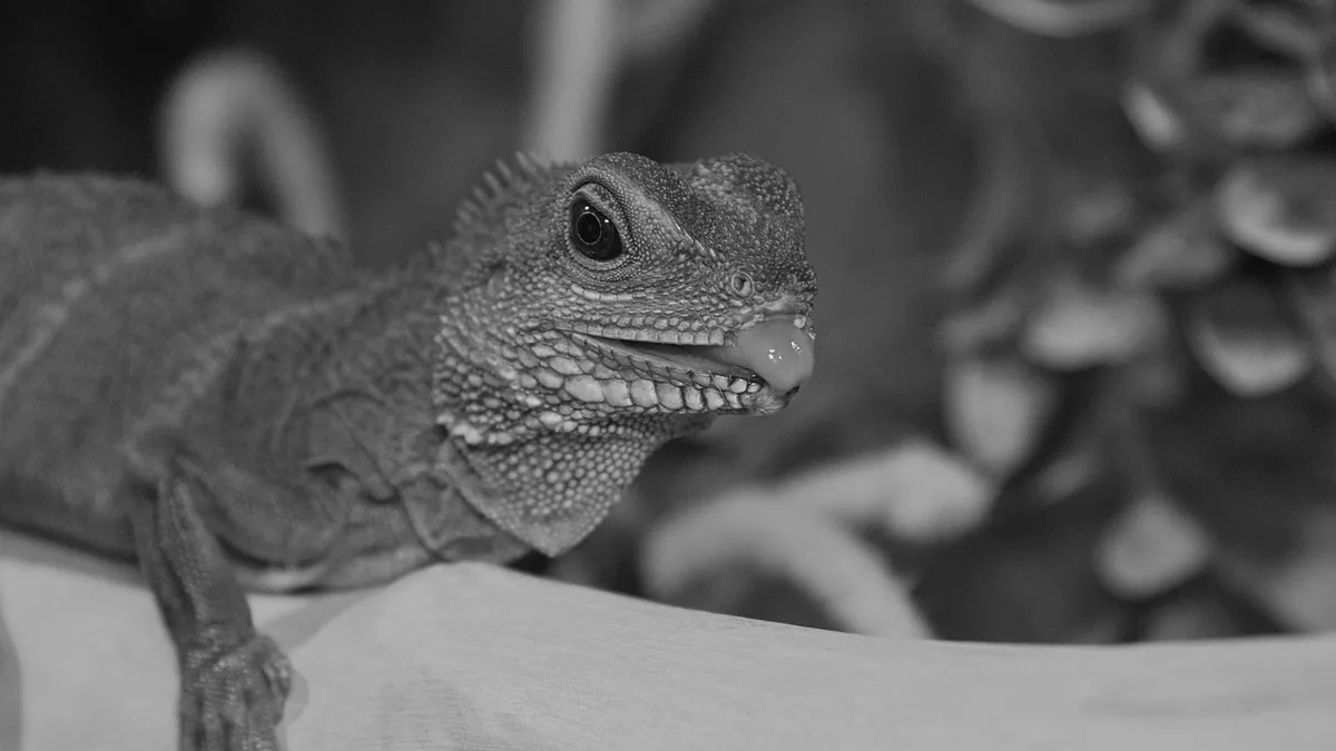 Why Is My Bearded Dragon Hiding? Normal or Concerning?