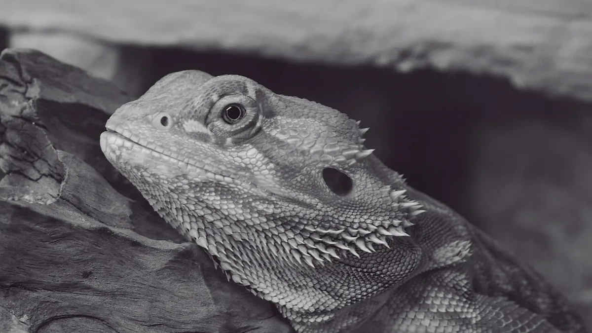 Why Is My Bearded Dragon Hiding and Not Basking?