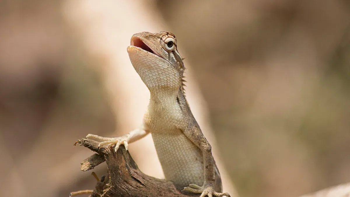 Is My Bearded Dragon Hungry? Appetite Cues and Overfeeding