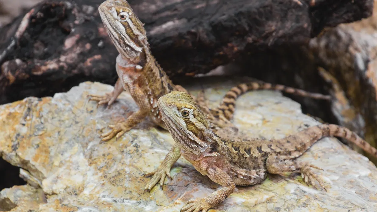 How Long Do Bearded Dragons Stay Juvenile? Age and Size Guide