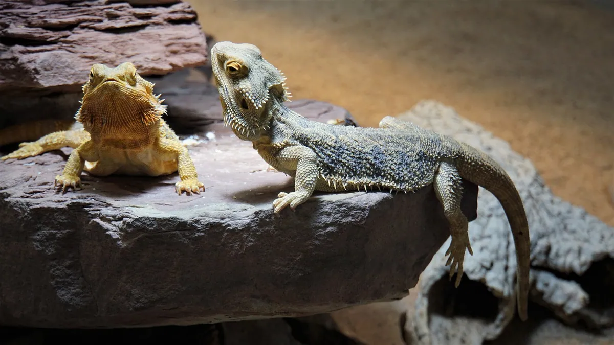Bearded Dragon Laid Eggs? What to Do Next
