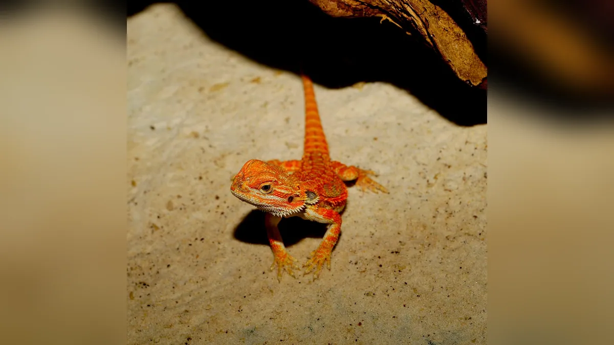 Why Is My Bearded Dragon Laying Flat? What It Means