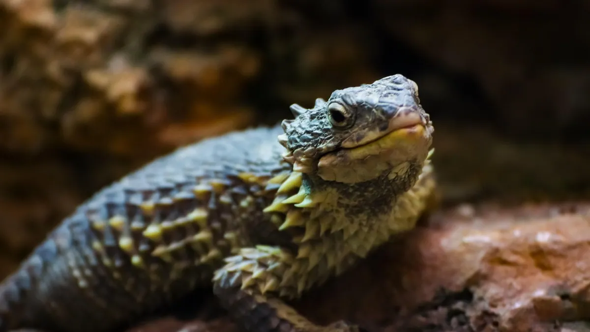 Why Is My Bearded Dragon So Lazy? Normal vs. Concerning
