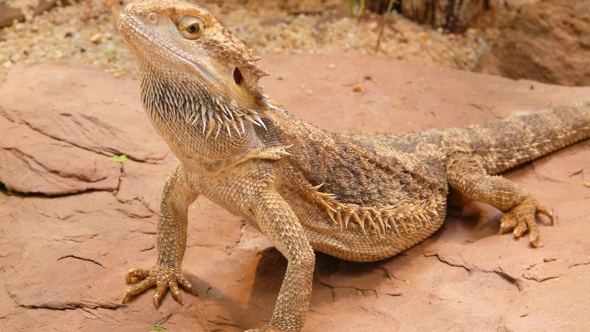 Why Does My Bearded Dragon Lick or Bite Me? Behavior Explained