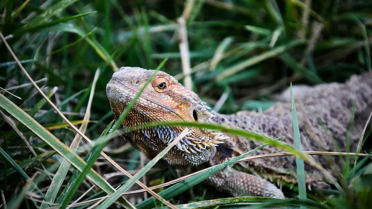 My Bearded Dragon Got Lost Outside: How to Find It