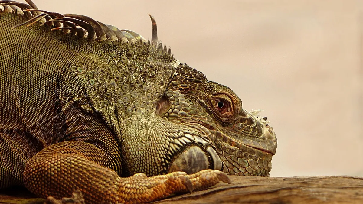 Bearded Dragon Morphs Explained: Colors, Patterns, and Health