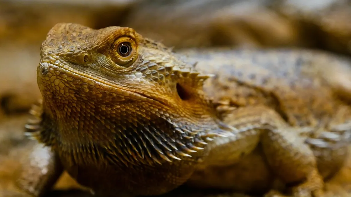 Why Is My Bearded Dragon Not Active? Causes and What to Do