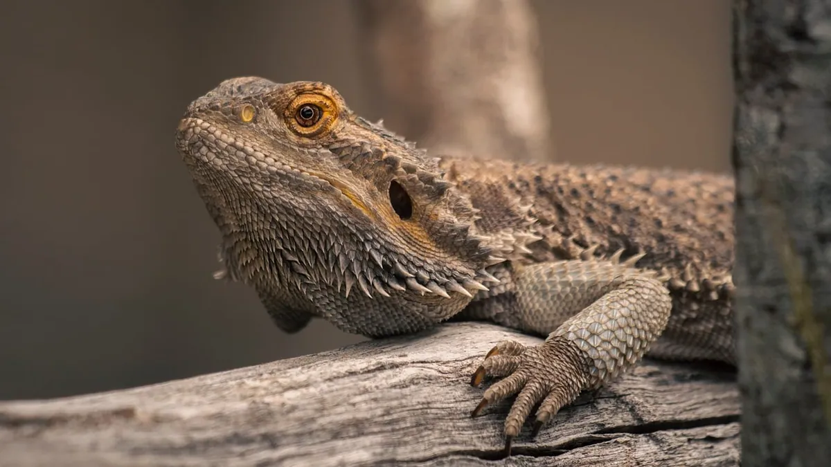 Bearded Dragon Not Digesting Food: Regurgitation and Slow Digestion