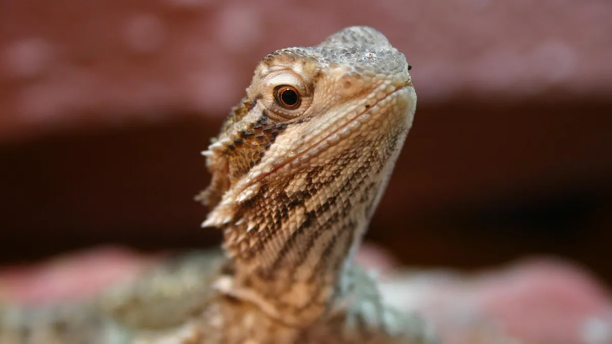 Why Is My Bearded Dragon Not Drinking Water?
