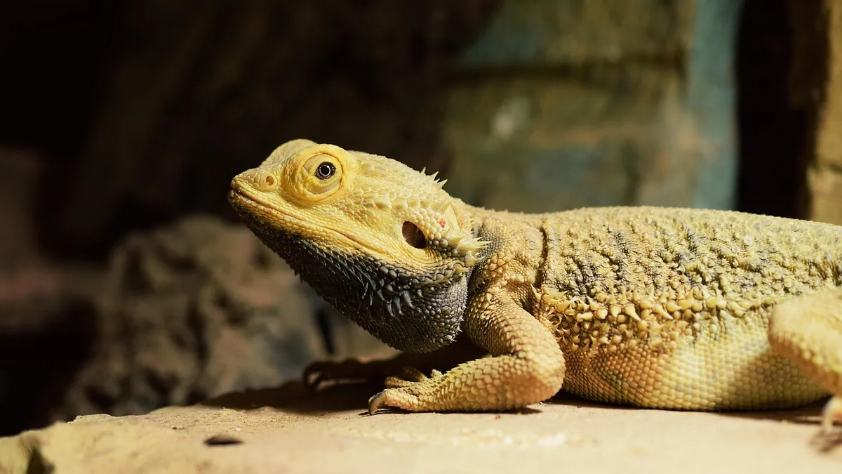 Why Is My Bearded Dragon Not Growing? Growth Timeline