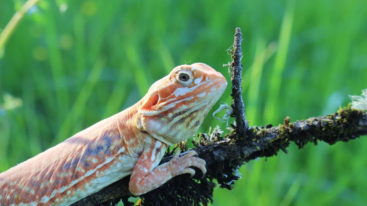 Bearded Dragon Not Head Bobbing: Is It Normal?