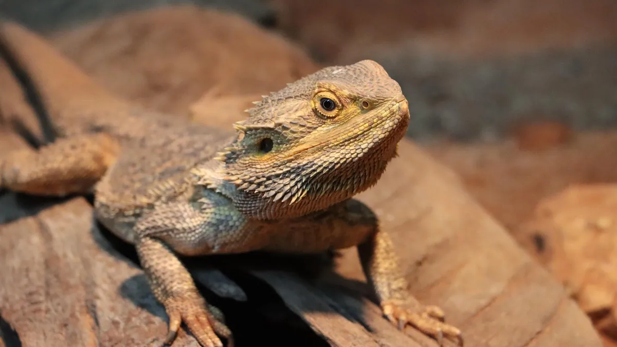 Bearded Dragon Not Opening Its Eyes: Causes and Care